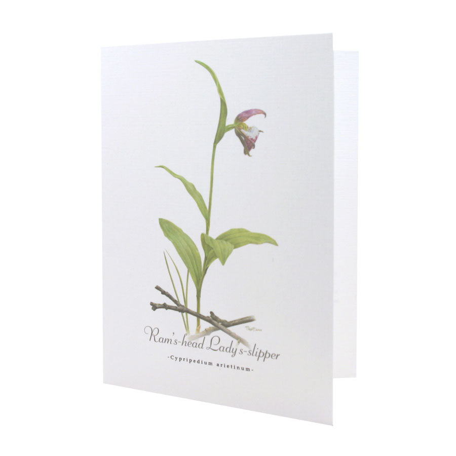 Ram's-head Lady's-slipper NOTE CARD